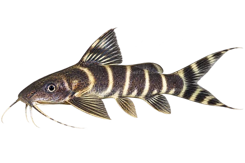 布里查德倒游鲶(Synodontis brichardi)自然型成体左向侧面AI示意图