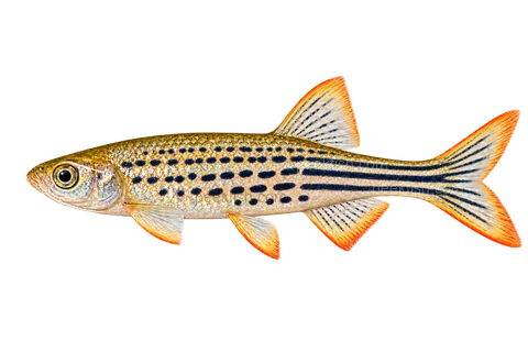 Orange-finned danio — left-facing AI illustration of a natural spotted-form adult male, not a photograph