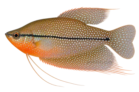 Pearl gourami — Natural-coloured adult male; AI-generated side-view illustration