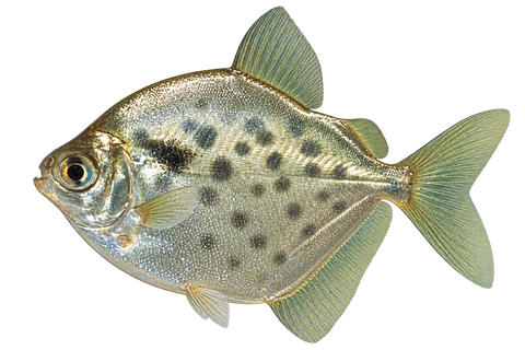 Metynnis maculatus 成体代表外观，朝左透明侧面AI示意图，非实拍。