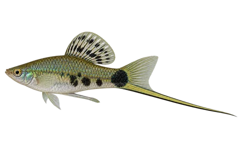 Left-facing adult male Xiphophorus montezumae AI illustration with silver-green blotched body and long black-edged sword.