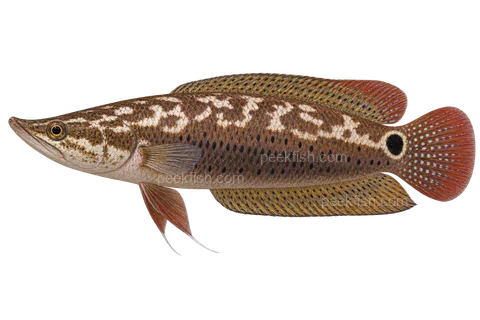AI illustration of Ctenops nobilis, complete left-facing side view