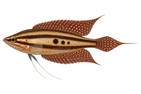 AI illustration of Parosphromenus linkei, complete left-facing side view
