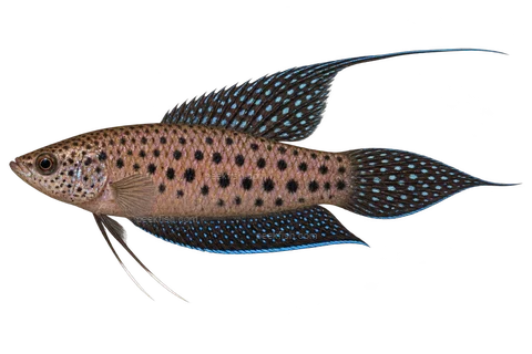 AI illustration of Malpulutta kretseri, complete left-facing side view