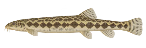 Niwaella delicata: natural-colour, left-facing lateral AI illustration, not a photograph; intended representative adult form, sex unspecified; no specimen, exact-stage or expert identification is claimed.