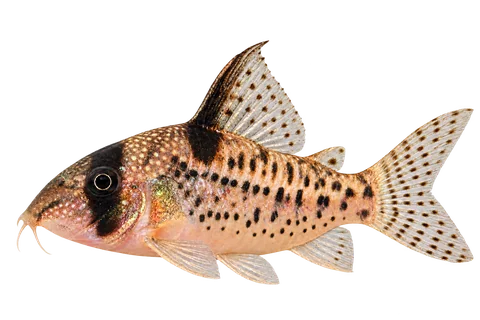Hoplisoma noxium完整左向侧面AI示意图