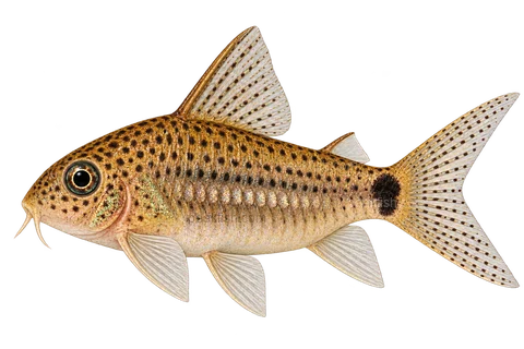 AI illustration of Gastrodermus guapore, complete left-facing side view