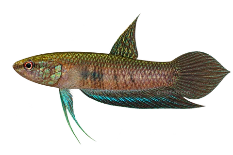 AI illustration of Betta dimidiata, complete left-facing side view
