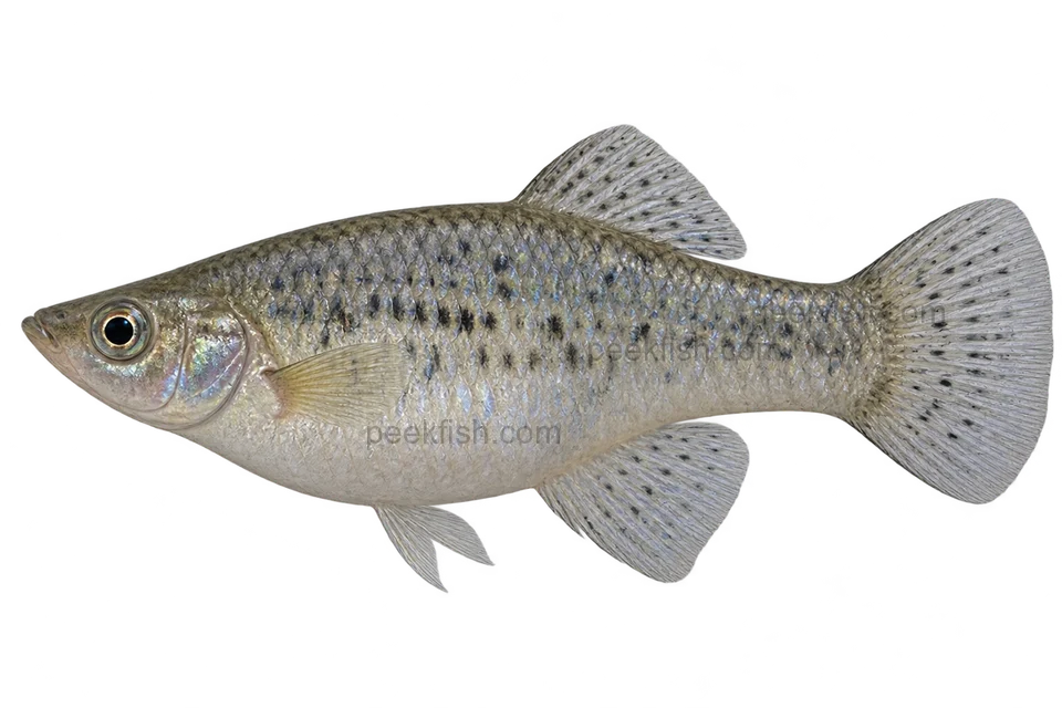 Shortfin molly — Adult female ordinary shortfin molly, grey body with restrained iridescent flecks, short dorsal, rounded tail, fan anal fin, no balloon or lyretail; natural-type illustration with identity limits.; AI-generated side-view illustration