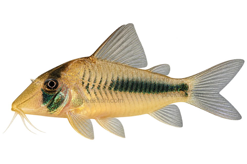 Corydoras amapaensis left-facing AI illustration