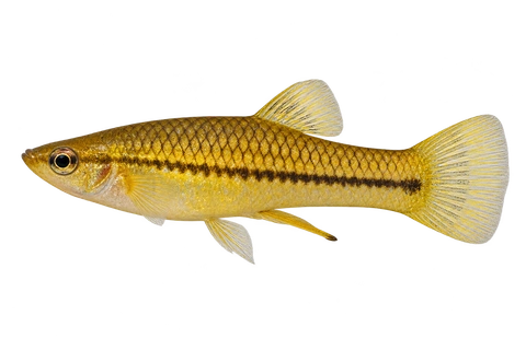 Xiphophorus pygmaeus 自然黄色成年雄鱼左向AI示意图,暗鳞缘和细纵纹,尾部无长剑。