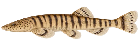 Beaufortia zebroida: natural-colour, left-facing lateral AI illustration, not a photograph; intended representative adult form, sex unspecified; no specimen, exact-stage or expert identification is claimed.