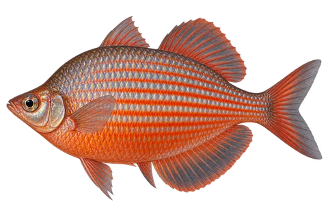 Glossolepis dorityi 成体雄鱼完整左向侧面AI示意图(adult male display coloration)