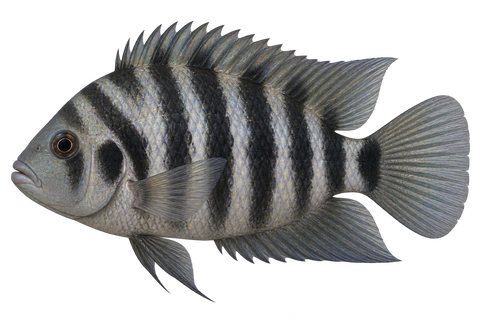 Convict cichlid, natural-colour normal-fin adult male without female orange belly, left-facing AI illustration