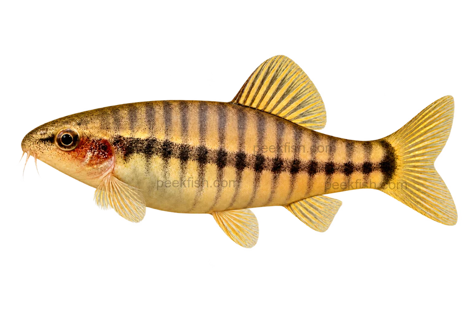 Full left-facing side-view AI illustration of Micronemacheilus cruciatus