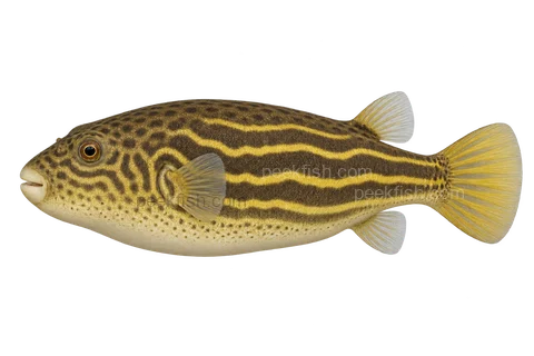 Fahaka puffer (Tetraodon lineatus), left-facing adult AI illustration