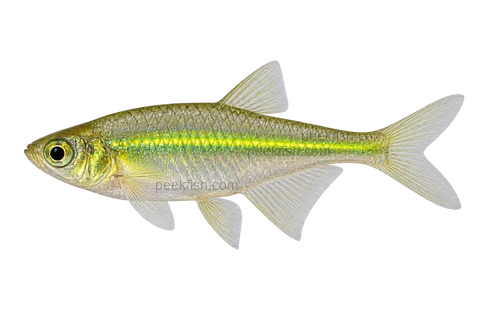 Green neon rasbora — left-facing AI-generated natural-coloured adult male, not a photograph