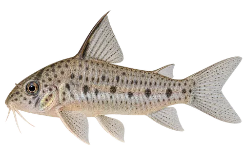 Hoplisoma loretoense完整左向侧面AI示意图