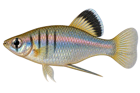 Left-facing male Phallichthys amates AI illustration with faint bars, dark-edged dorsal and long gonopodium.