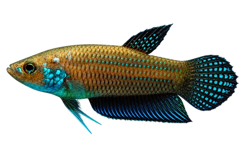Betta stigmosa完整左向侧面AI示意图