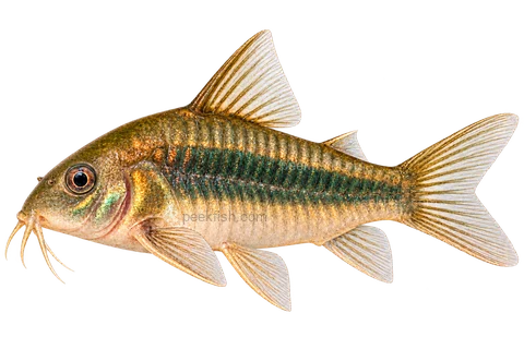AI illustration of Osteogaster aenea, complete left-facing side view
