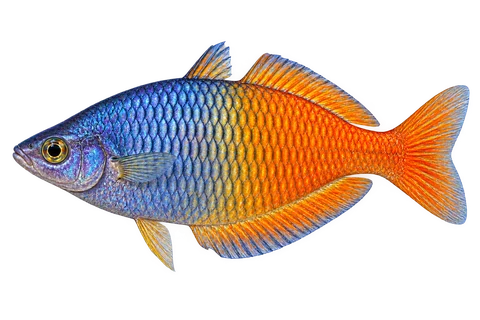 Melanotaenia boesemani (Melanotaenia boesemani) AI示意图