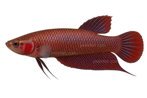 AI illustration of Betta burdigala, complete left-facing side view