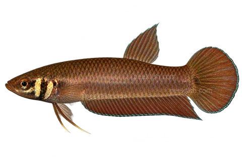 AI illustration of Betta mandor, complete left-facing side view