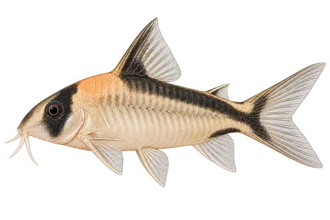 Hoplisoma davidsandsi完整左向侧面AI示意图