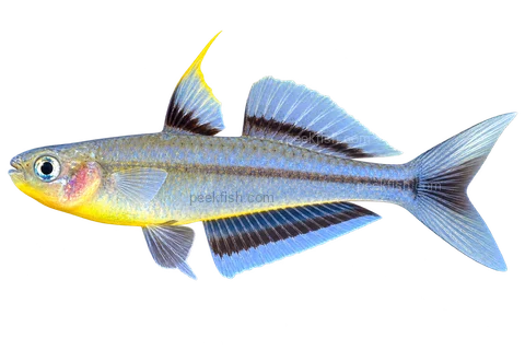 AI illustration of Pseudomugil connieae, complete left-facing side view