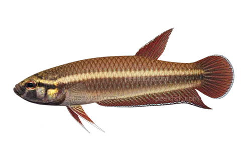 AI illustration of Betta dennisyongi, complete left-facing side view