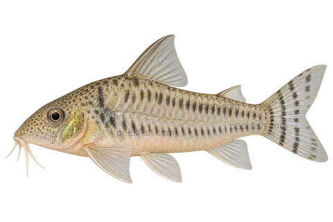 AI illustration of Corydoras aurofrenatus, complete left-facing side view