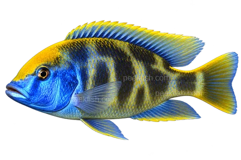 Nimbochromis venustus 成体朝左透明侧面示意图