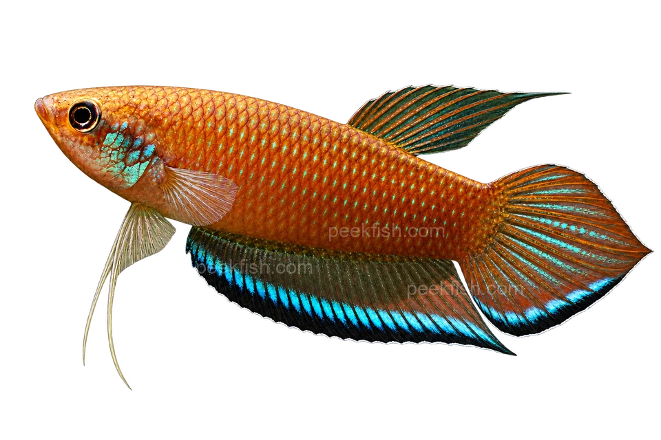 Betta enisae完整左向侧面AI示意图