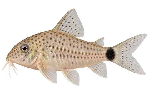 Hoplisoma caudimaculatum完整左向侧面AI示意图