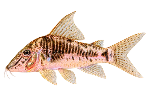 Corydoras sarareensis完整左向侧面AI示意图