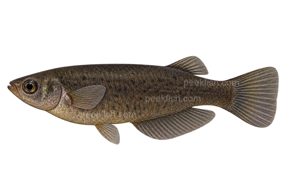 Clouded ricefish, natural adult male in a dark state with olive-brown flanks and smoky fins, left-facing transparent AI illustration