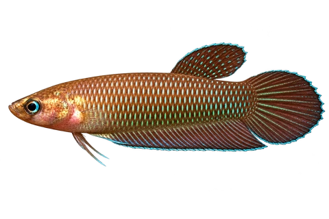 Betta simorum完整左向侧面AI示意图