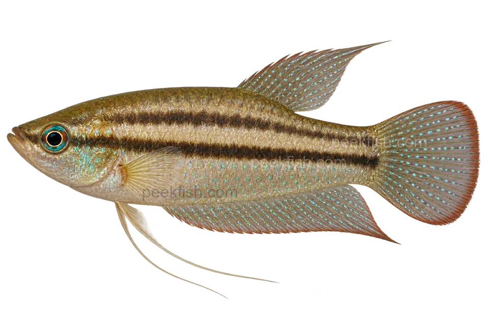 Trichopsis schalleri,自然色成熟雄鱼,AI 生成左向侧面示意图