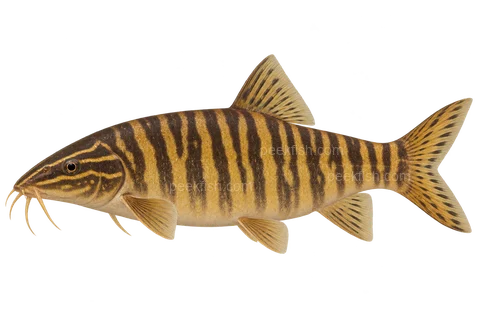 Sinibotia robusta：体形高厚紧凑、深褐与金黄分裂侧带的代表成体，性别未指定，左向 AI 示意图，非实拍