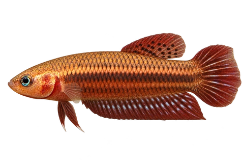 Betta livida完整左向侧面AI示意图