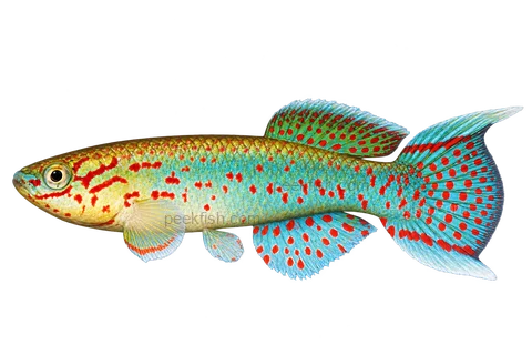 Fundulopanchax gardneri, adult male AI side-view illustration facing left