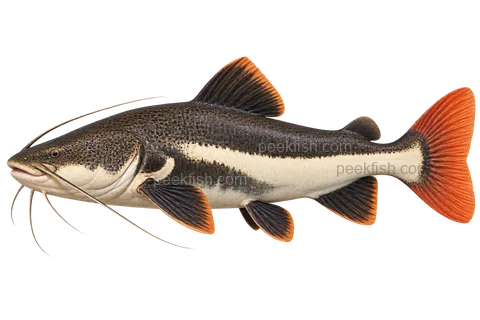 南美红尾鲶(Phractocephalus hemioliopterus)自然型成体左向侧面AI示意图