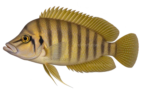 Altolamprologus compressiceps完整左向侧面AI示意图