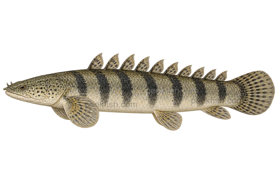 Armoured bichir, left-facing adult natural-colour AI side-view illustration