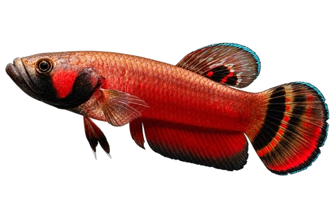 Betta macrostoma完整左向侧面AI示意图