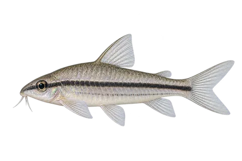 Gastrodermus pygmaeus (Gastrodermus pygmaeus) AI示意图