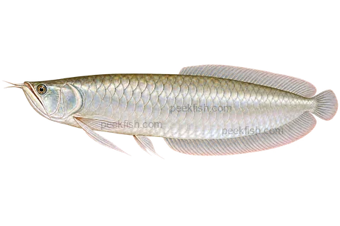 Silver arowana adult wild-type left-facing transparent AI illustration
