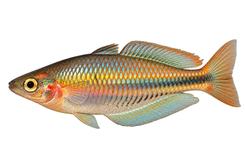 Melanotaenia picta 自然型代表外观,朝左透明侧面AI示意图,非实拍。