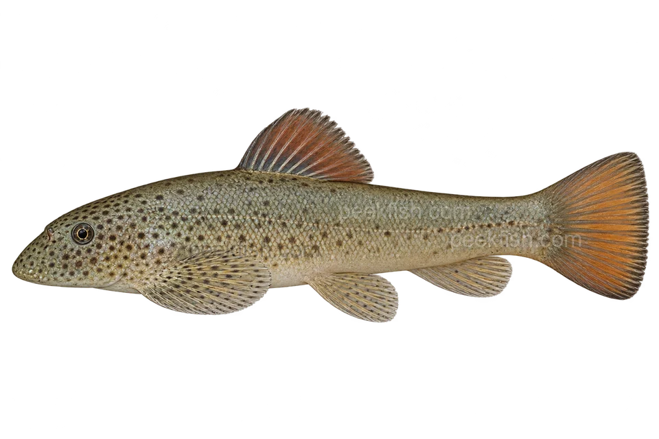 Pseudogastromyzon laticeps 完整左向侧面AI示意图